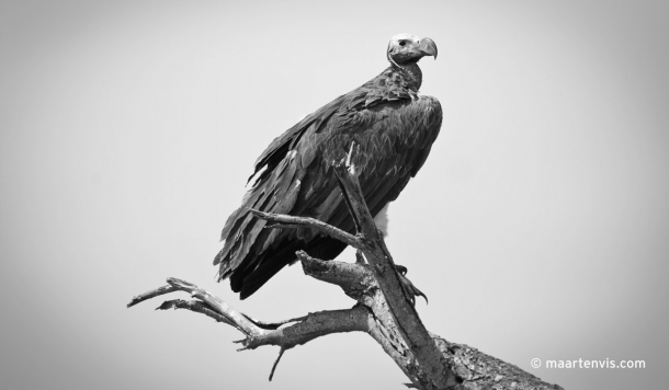 20081130 3885 610x356 - Birds of Tanzania