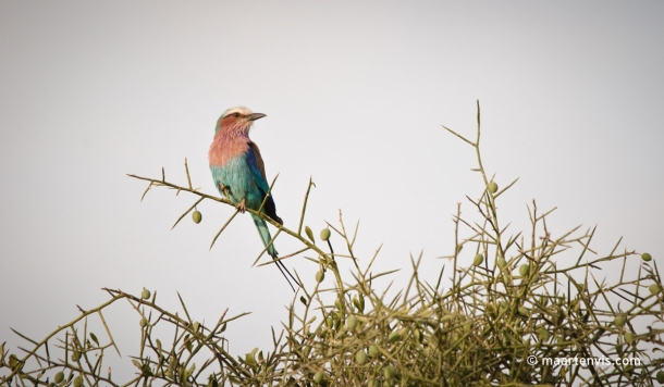 20081130 4234 610x356 - Birds of Tanzania