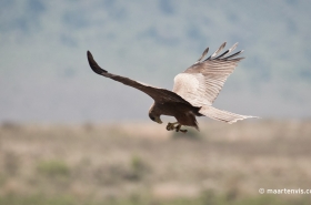 20081202 5402 280x185 - Ngorogoro III