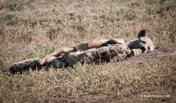 20081202 5607 610x356 - Ngorogoro III