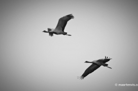 20100224 3742 280x185 - The Demoiselle Cranes at Khichan