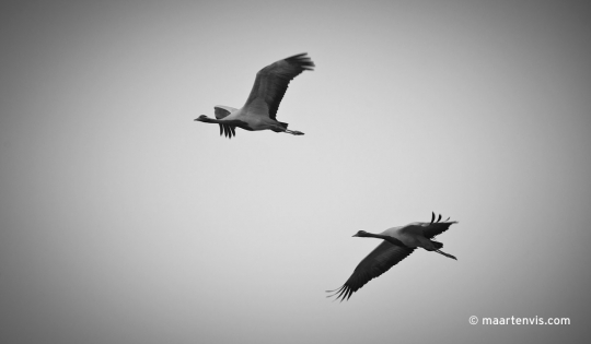 20100224 3742 540x315 - The Demoiselle Cranes at Khichan