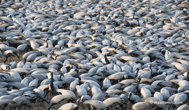 20100224 3792 610x356 - The Demoiselle Cranes at Khichan