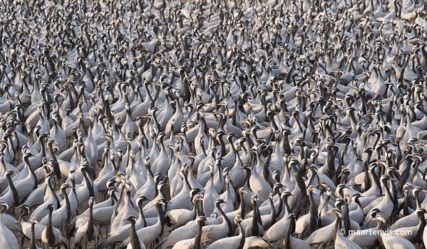 20100224 3823 610x356 - The Demoiselle Cranes at Khichan