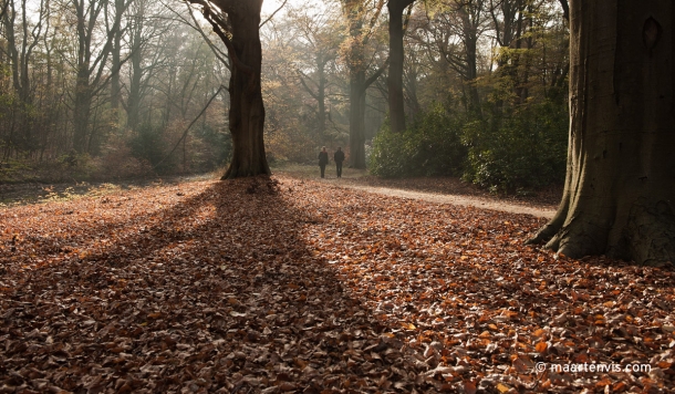 20111112 6483 610x356 - Autumn leaves