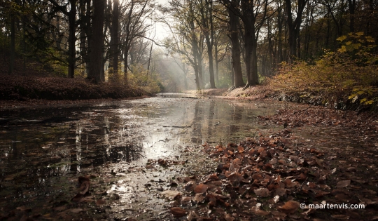 20111112 6492 540x315 - Autumn leaves