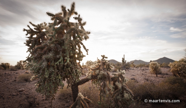 20120502 67942 610x356 - In the Arizona Desert