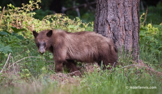 20120505 7209 540x315 - Bear Spotting in Yosemite Valley