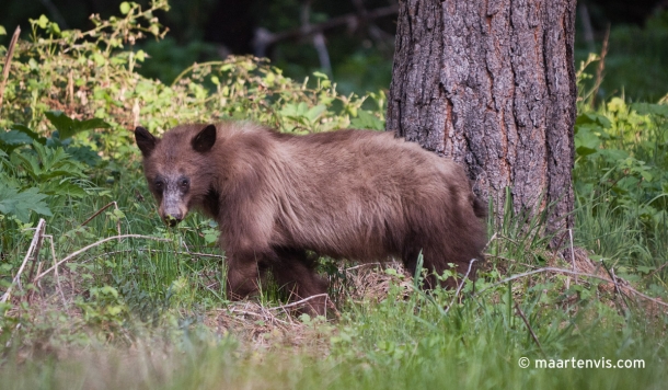 20120505 7209 610x356 - Bear Spotting in Yosemite Valley