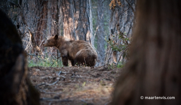 20120505 7219 610x356 - Bear Spotting in Yosemite Valley