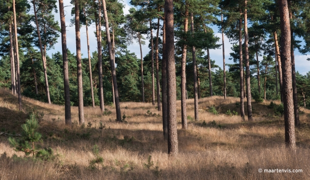 20120810 8770 610x356 - Hoge Veluwe National Park