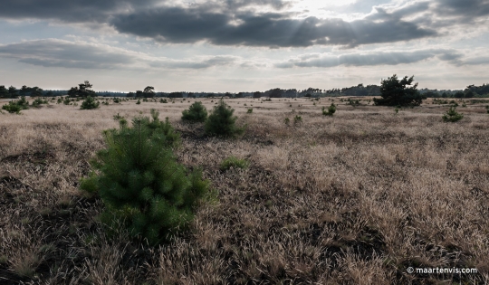 20120810 8799 540x315 - Hoge Veluwe National Park