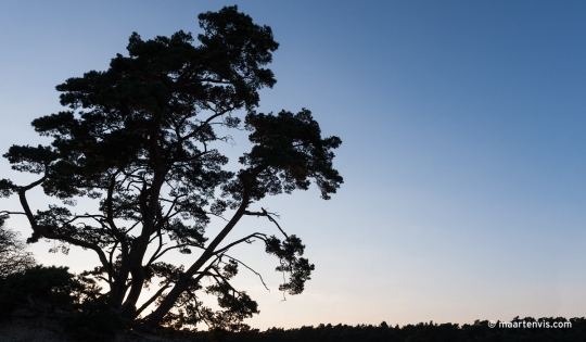 20120810 8875 540x315 - Hoge Veluwe # 2 / Dutch Africa