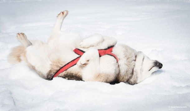 20130303 5437 610x355 - Husky Sleigh Riding in the Austrian Alps