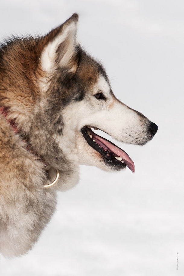 20130303 5452 610x915 - Husky Sleigh Riding in the Austrian Alps