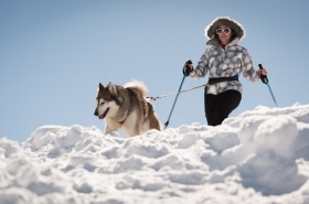 20130303 5461 280x185 - Husky Sleigh Riding in the Austrian Alps