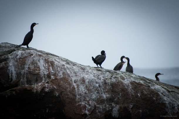 20130816 1711 610x407 - Whale Watching in Arctic Norway