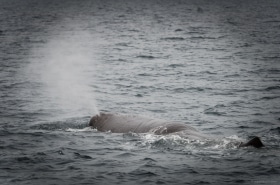 20130816 1893 280x185 - Whale Watching in Arctic Norway