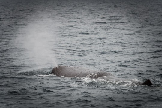 20130816 1893 540x360 - Whale Watching in Arctic Norway