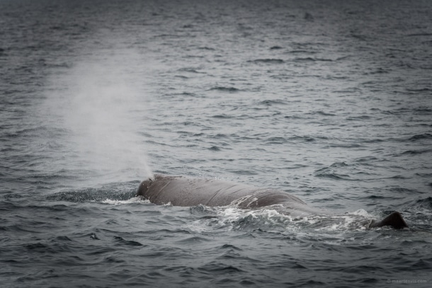 20130816 1893 610x407 - Whale Watching in Arctic Norway