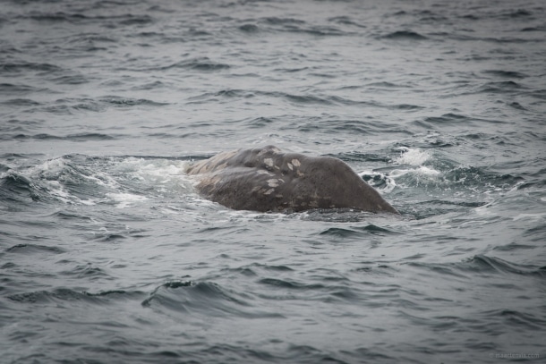 20130816 1899 610x407 - Whale Watching in Arctic Norway