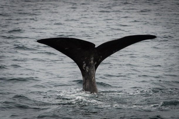 20130816 1913 610x407 - Whale Watching in Arctic Norway