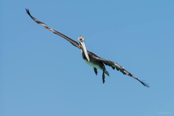 20130905 20831 610x407 - The Pelican Brief