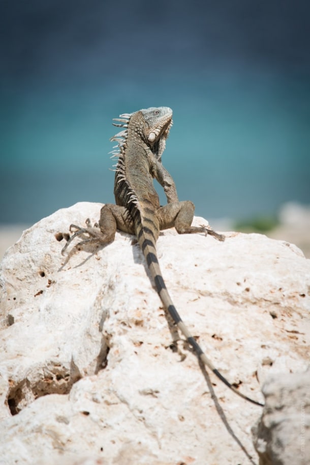 20130911 34551 610x913 - Bye Bye Bonaire