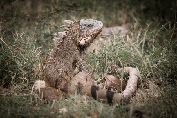 20130911 3479 610x407 - Bye Bye Bonaire