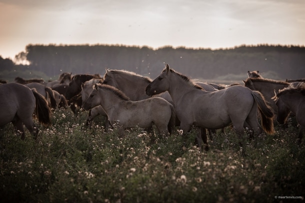 20130929 3793 610x407 - Wild Horses And The New Wilderness