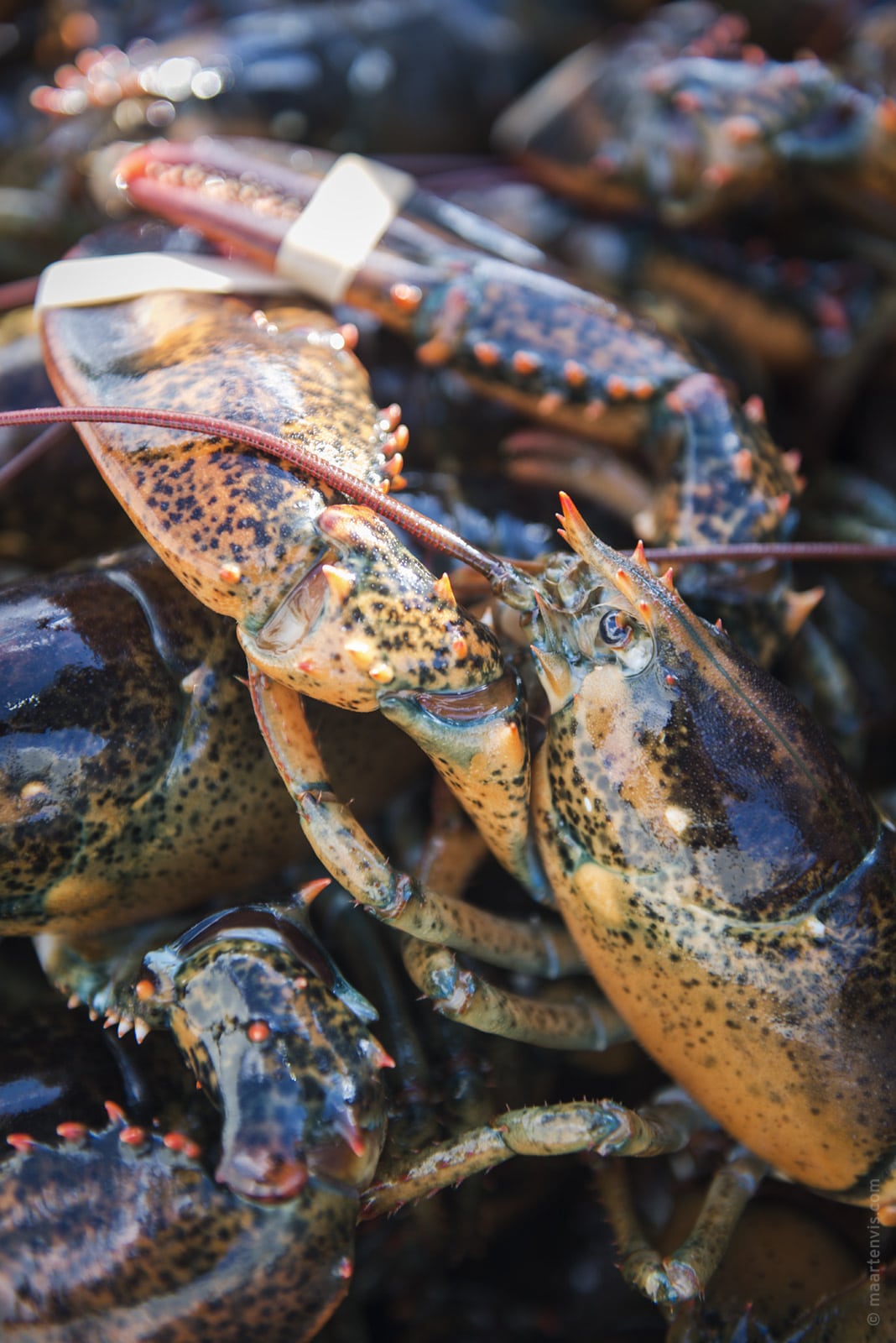 Lobster Fishing in Maine - Fish & Feathers Travel Blog