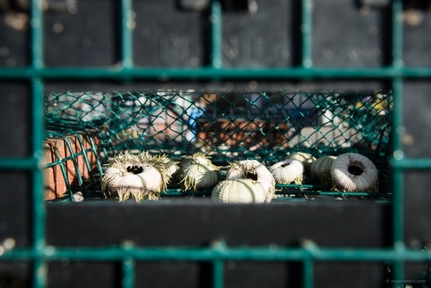 20131023 5211 610x407 - Lobster Fishing in Maine