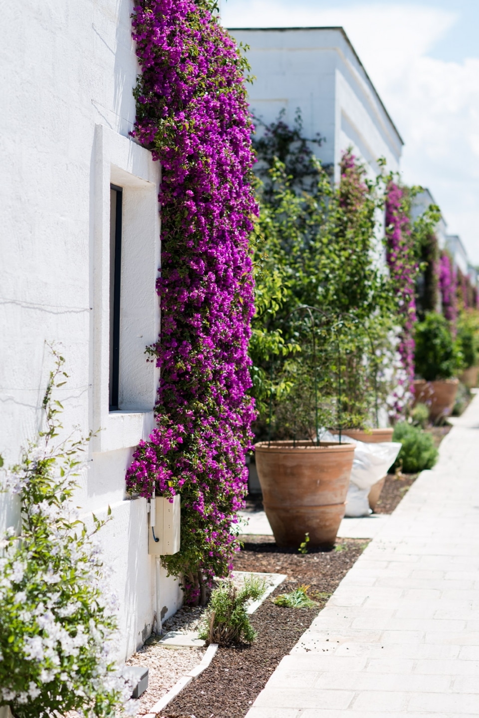 20140529 0956 960x1438 - Masseria Torre Maizza