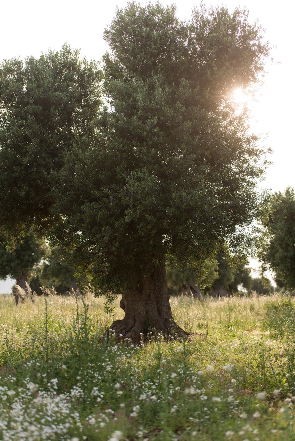 20140529 1048 960x1438 - Masseria Torre Maizza