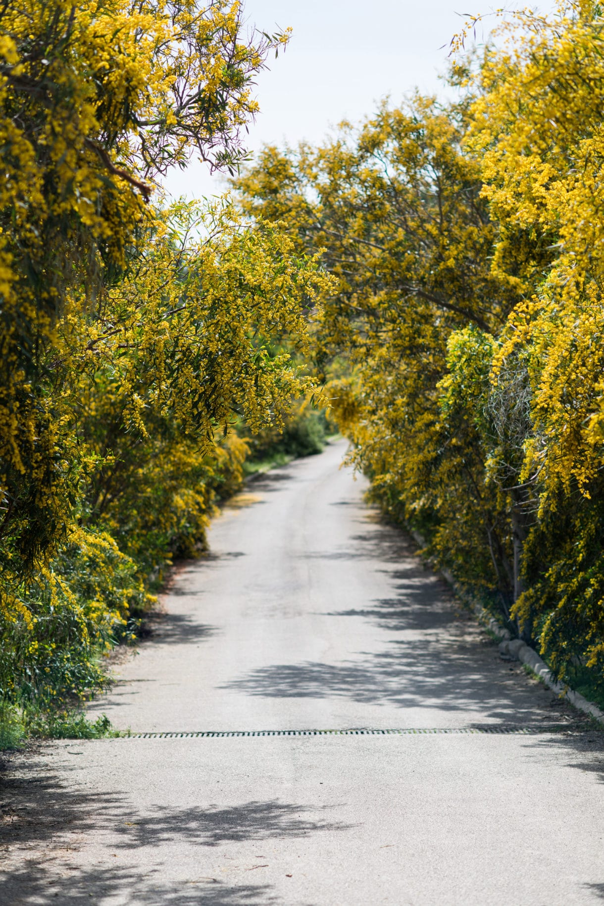 20150417 7211 1220x1829 - Mallorca in Spring