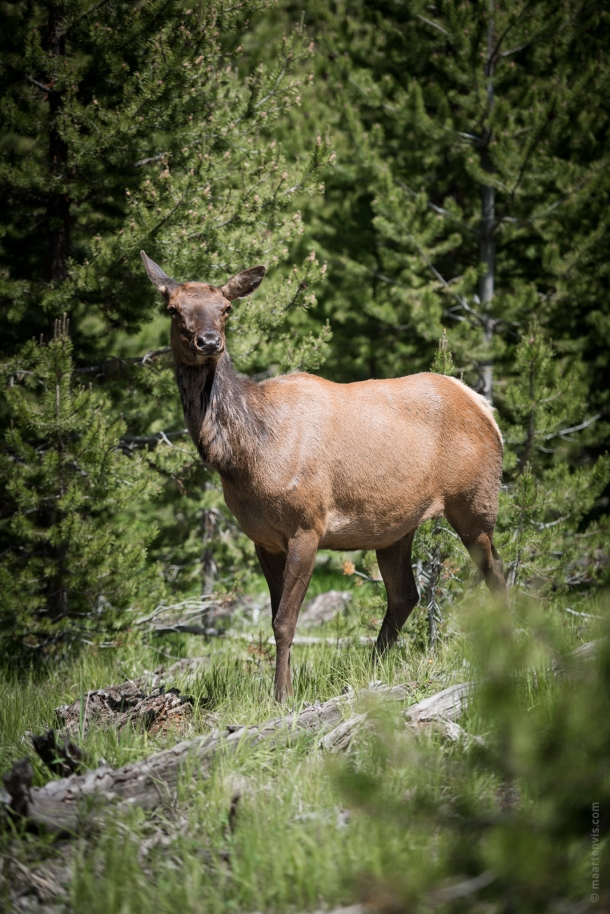 20150614 9387 610x914 - Yellowstone NP: Hiking at West Thumb