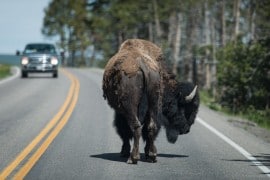 20150617 9934 270x180 - Visiting Yellowstone National Park