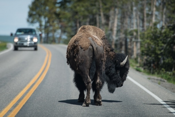 20150617 9934 610x407 - Visiting Yellowstone National Park