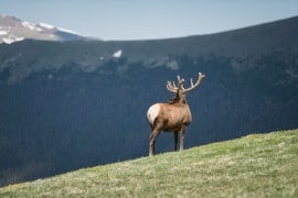 20150622 0610 270x180 - Trail Ridge Road aka the Highway to the sky