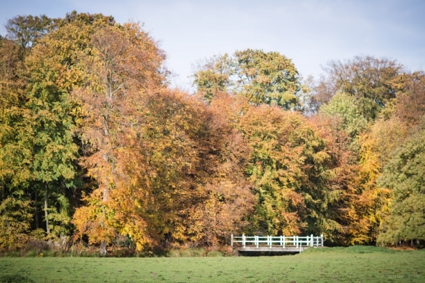 20151029 3957 610x407 - Autumn in Elswout