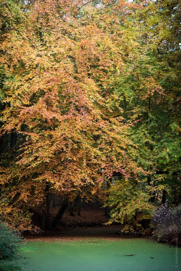 20151029 3975 610x914 - Autumn in Elswout