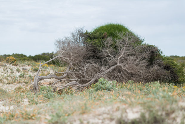 20170522 1994 620x414 - Es Trenc Beach