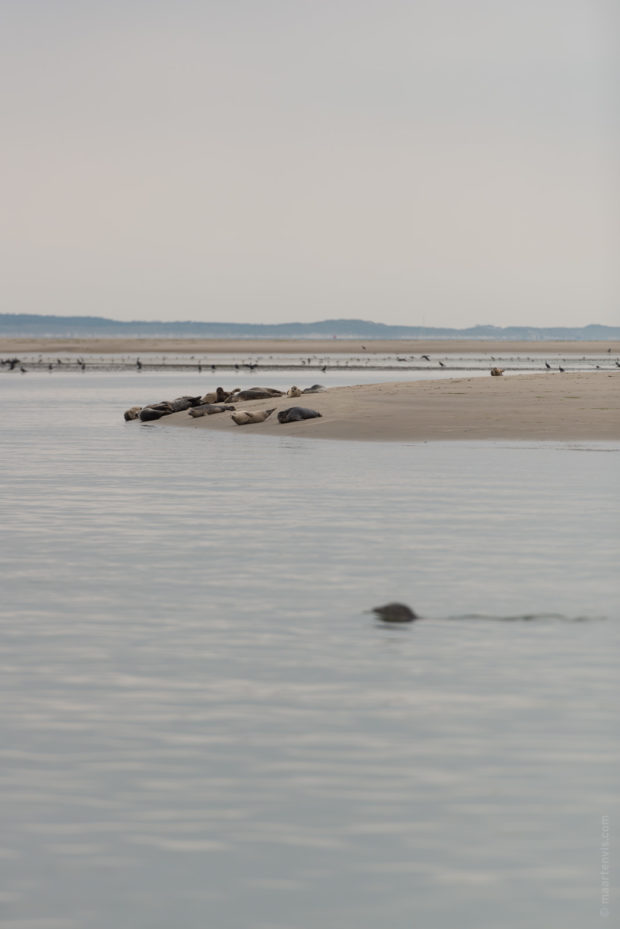 20170707 3342 620x929 - Terschelling Seal Watching