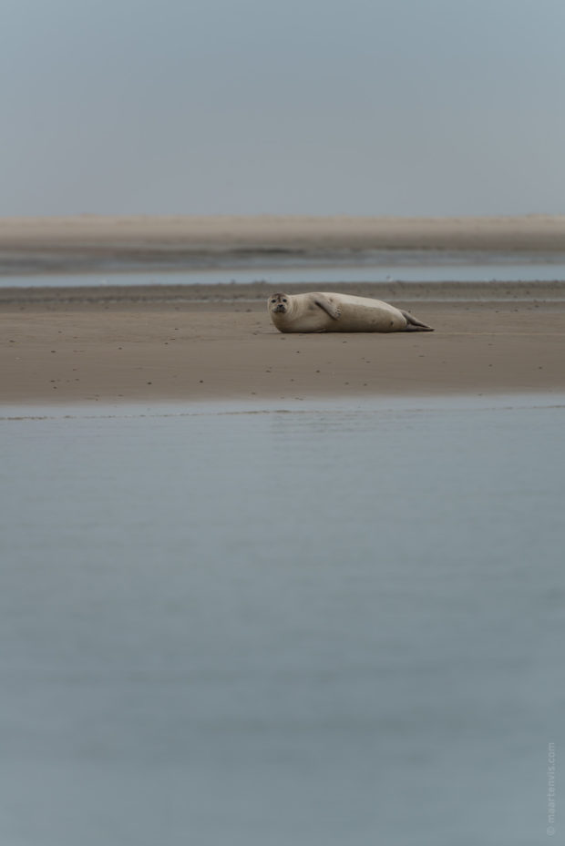 20170707 3352 620x929 - Terschelling Seal Watching