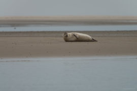 20170707 3355 270x180 - Terschelling Seal Watching