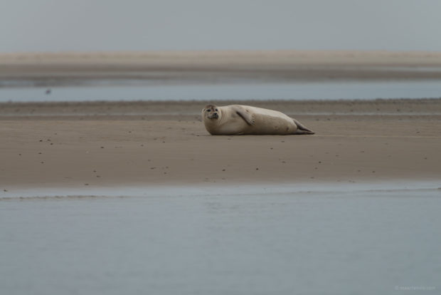 20170707 3355 620x414 - Terschelling Seal Watching