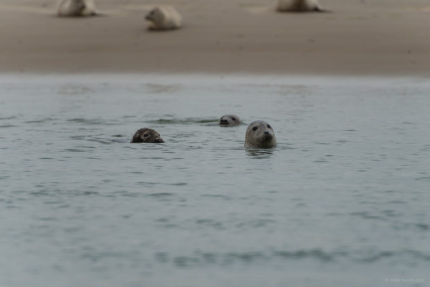 20170707 3367 620x414 - Terschelling Seal Watching