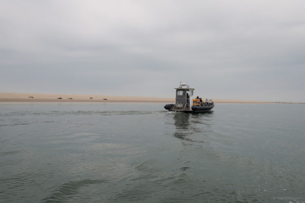 20170707 3399 620x414 - Terschelling Seal Watching