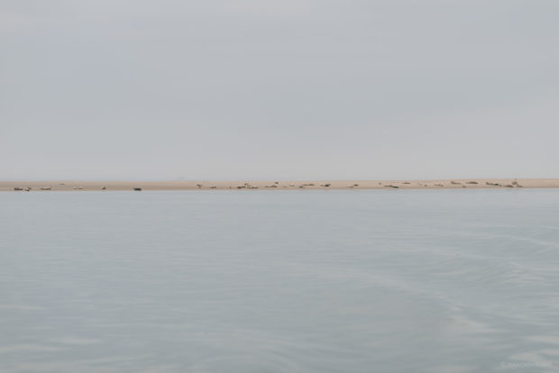 20170707 3409 1 620x414 - Terschelling Seal Watching