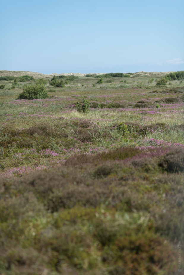 20170709 3810 620x929 - Beach Wagon Tour on Terschelling